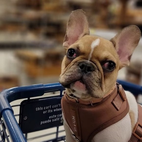 PETsRUS Premium No Pull Dog Harness 2 Leash Clip Bronze Leather Brown Neoprene - Picture 12 of 16